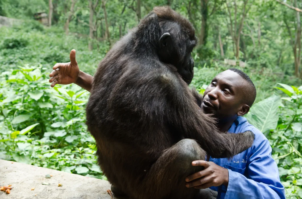 1 Day Rwanda Gorilla Trekking 1 1025x675 1