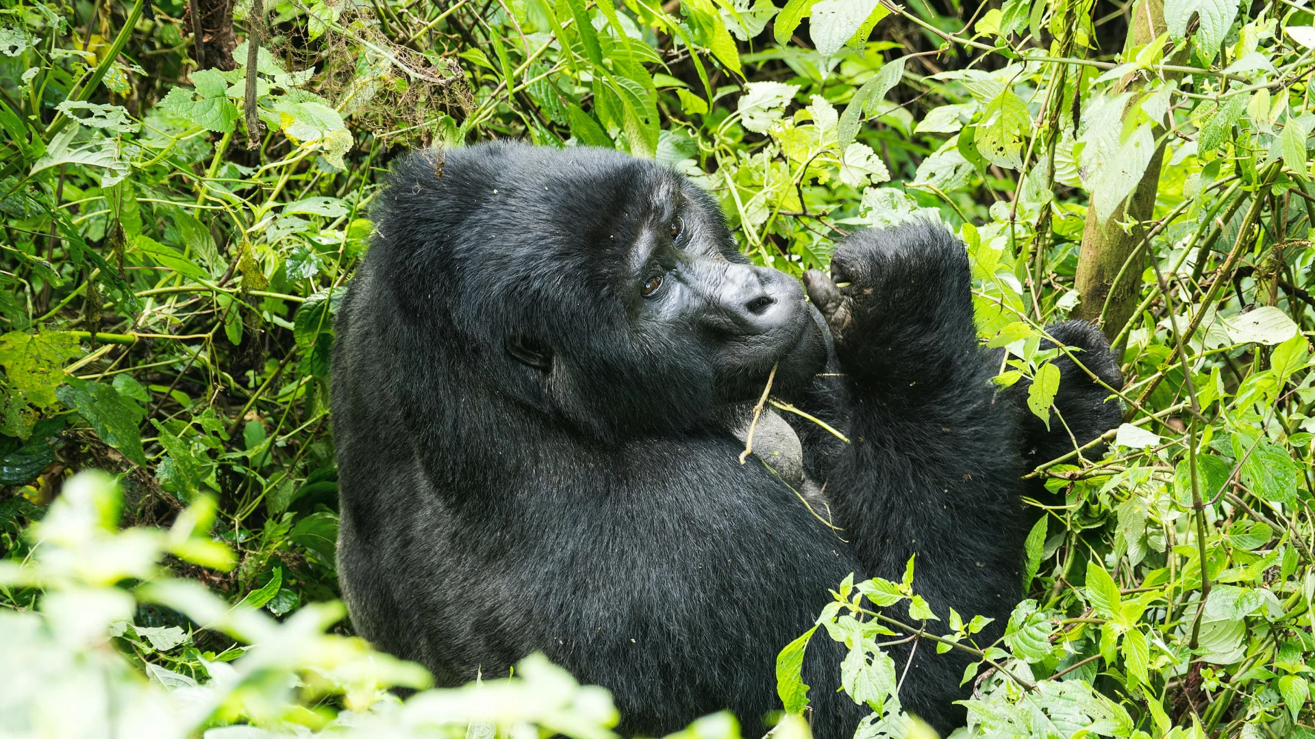 Gorilla Kigali