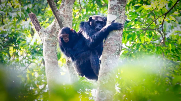 Nyungwe National Park