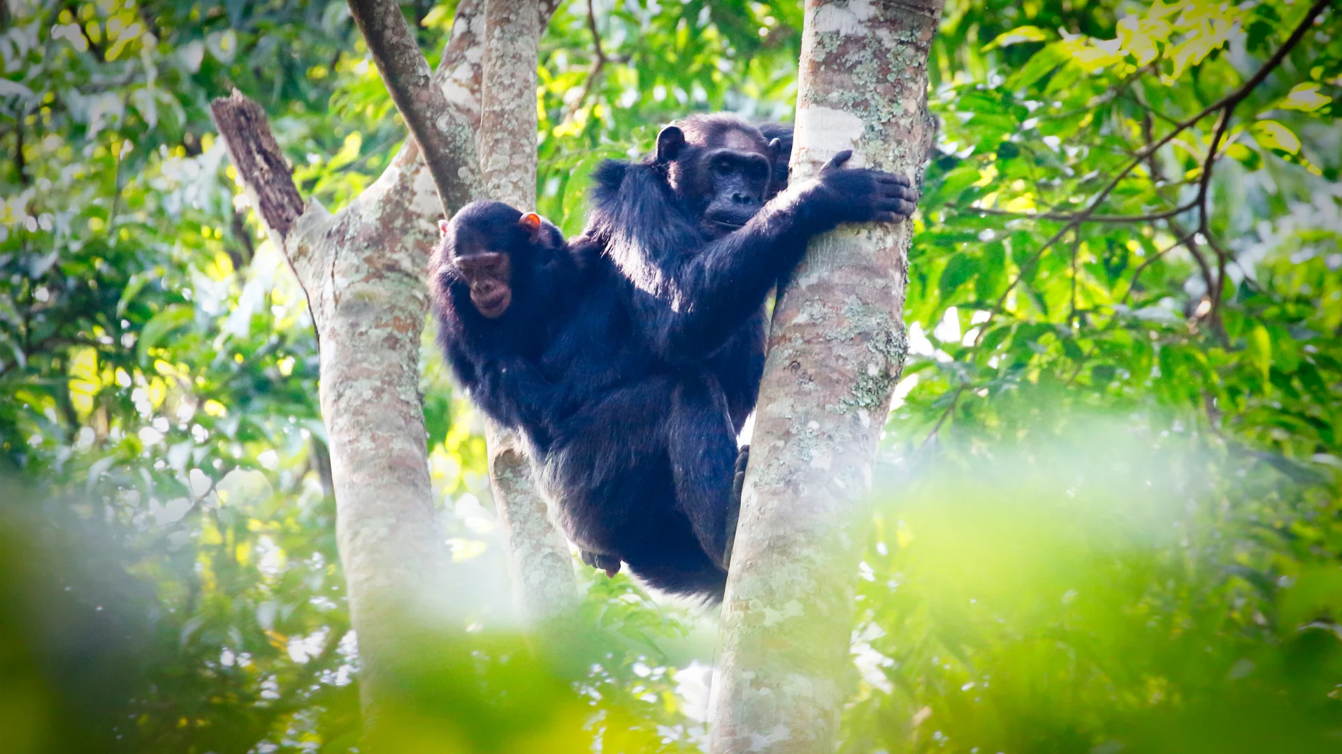 Nyungwe National Park