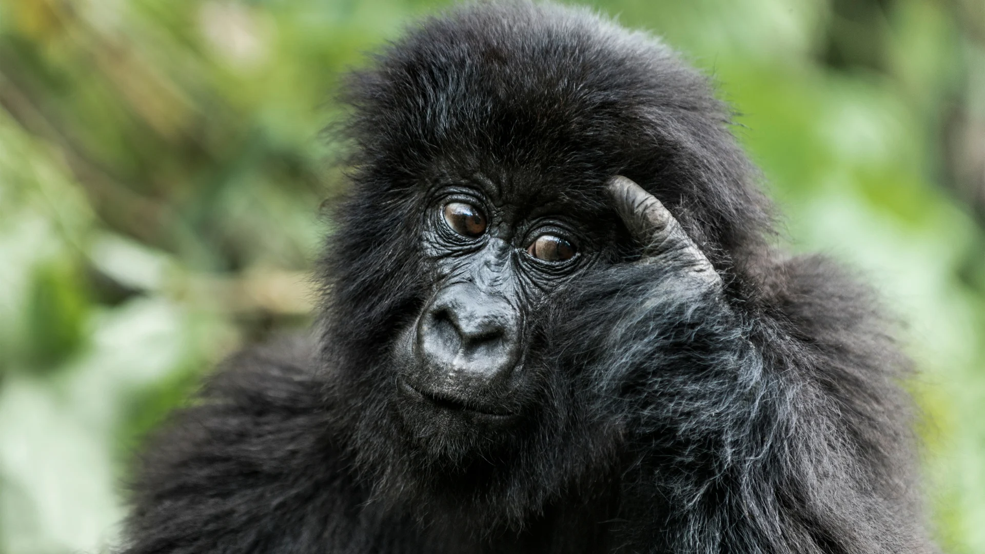 Virunga National Park