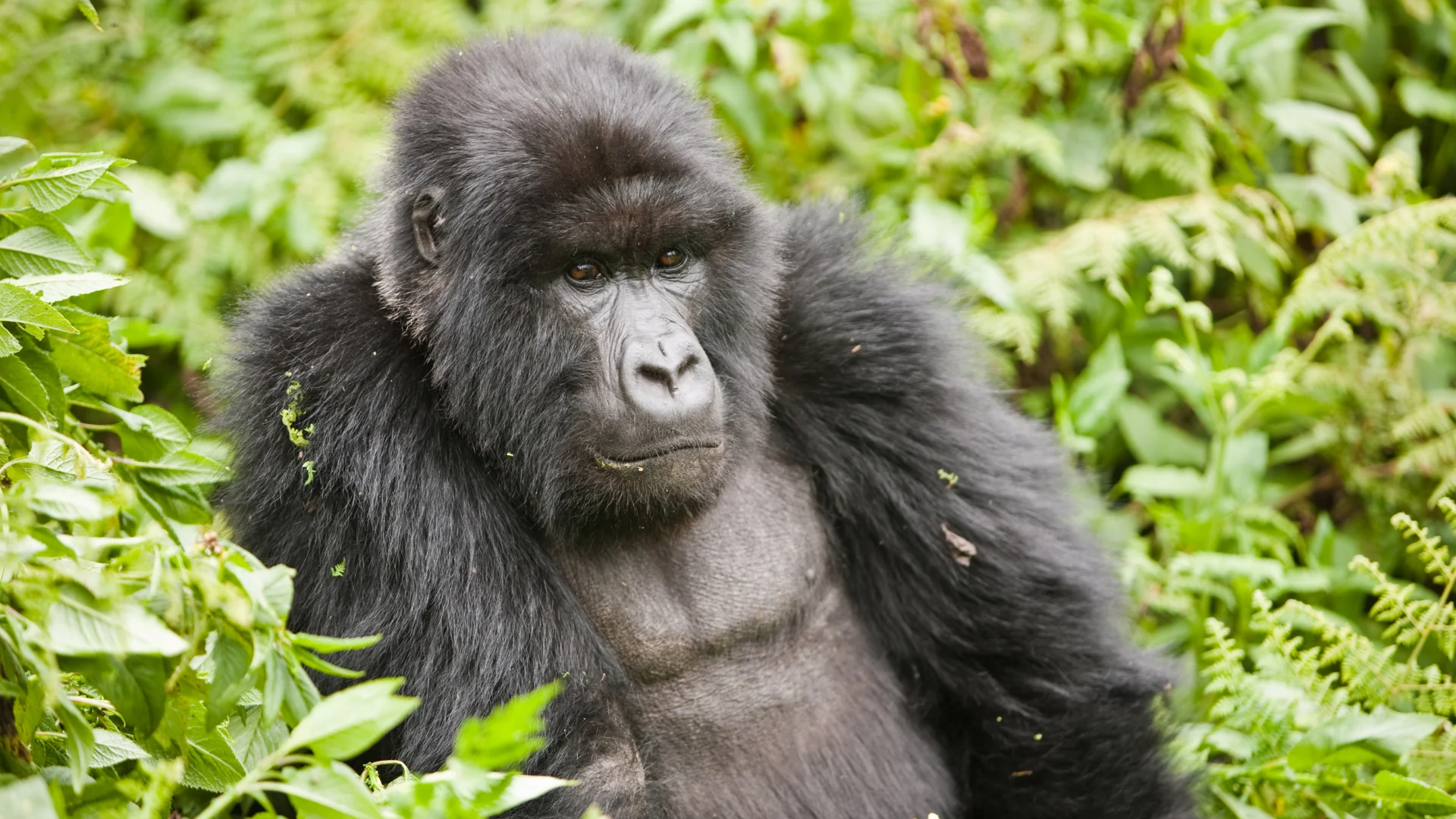 Volcanoes National Park