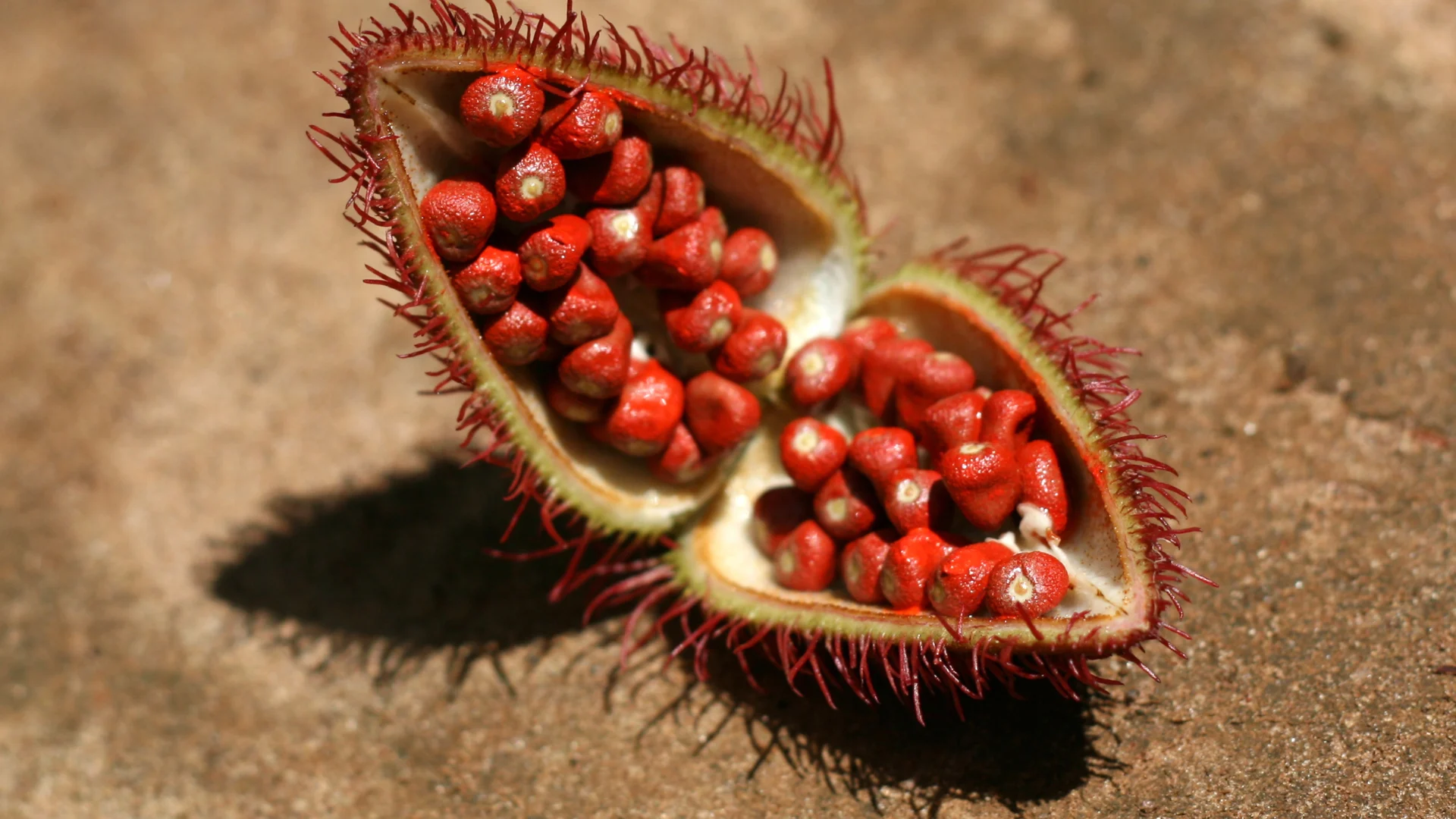 spice farm tour zanzibar 1