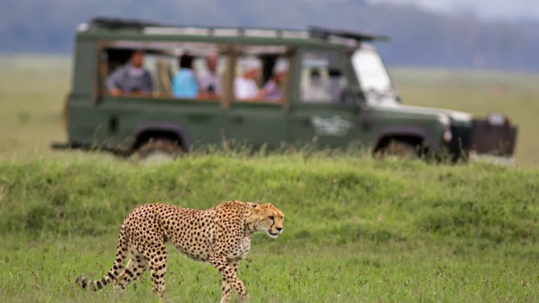tanzania safaris