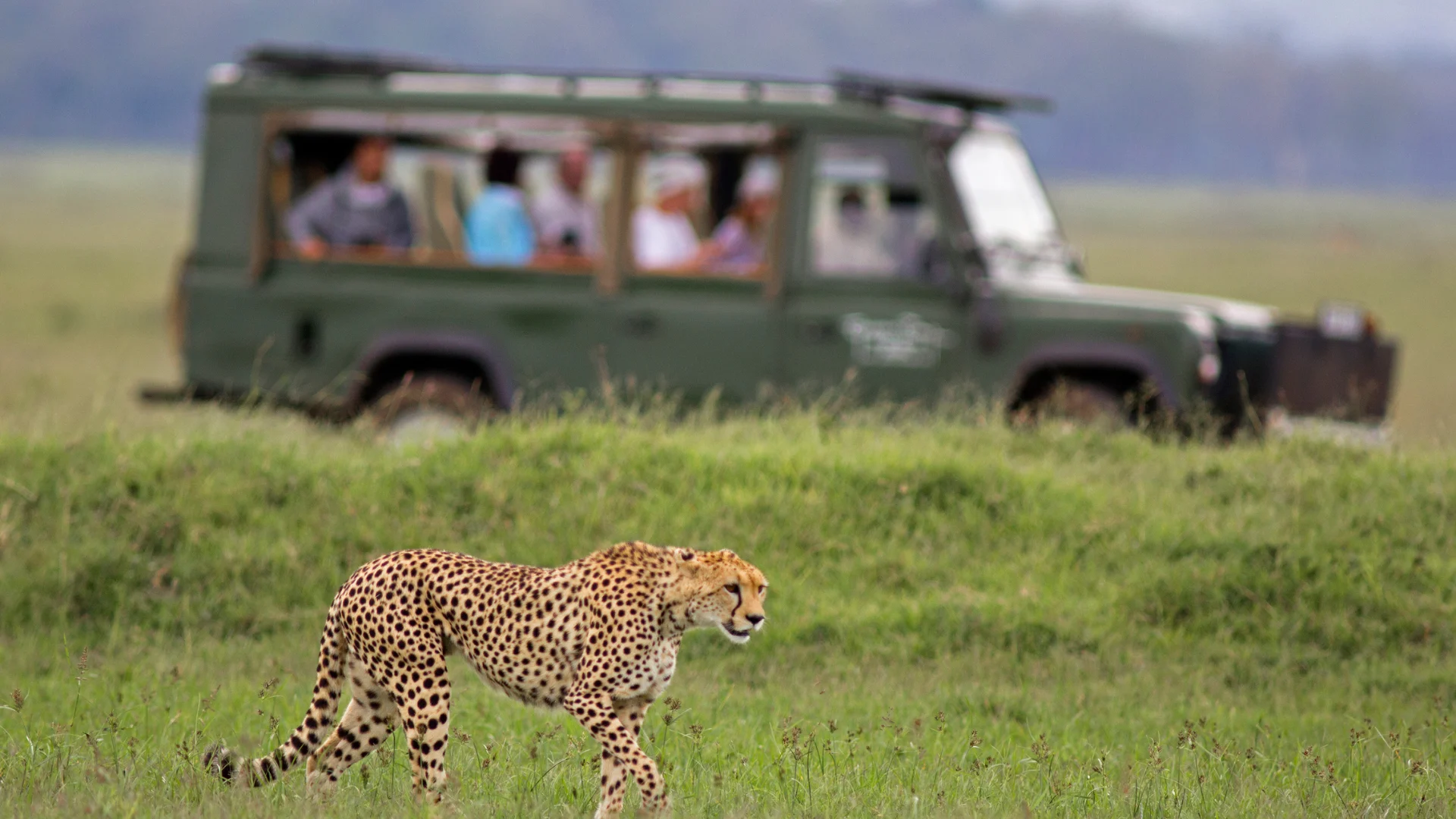 tanzania safaris