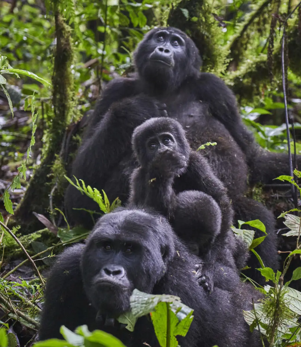 the bwindi impenetrable forest national park1