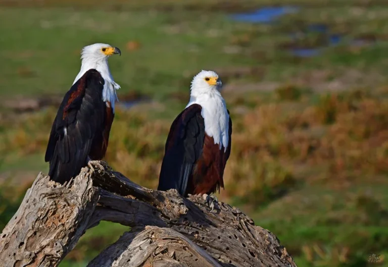 Birding safari in Tanzania 1024x705 1