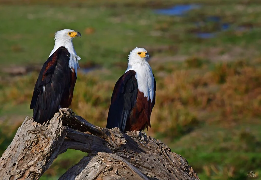 Birding safari in Tanzania 1024x705 1