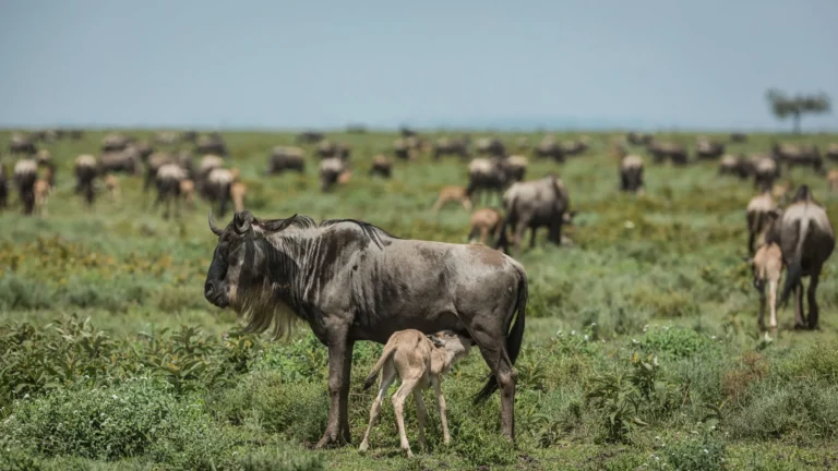 Calving Season PhotoSafari Tanzania Photo By Patrick Hozaa 3