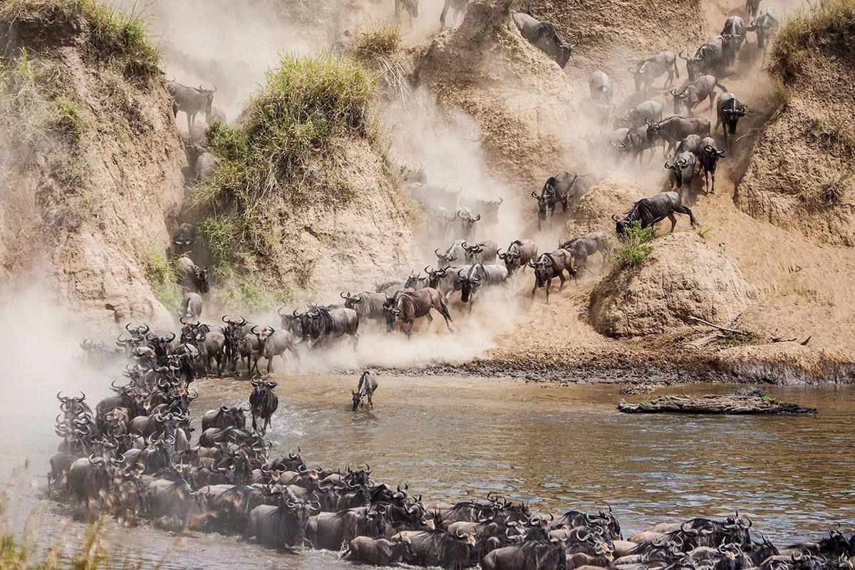 wildebeest migration mara river crossing